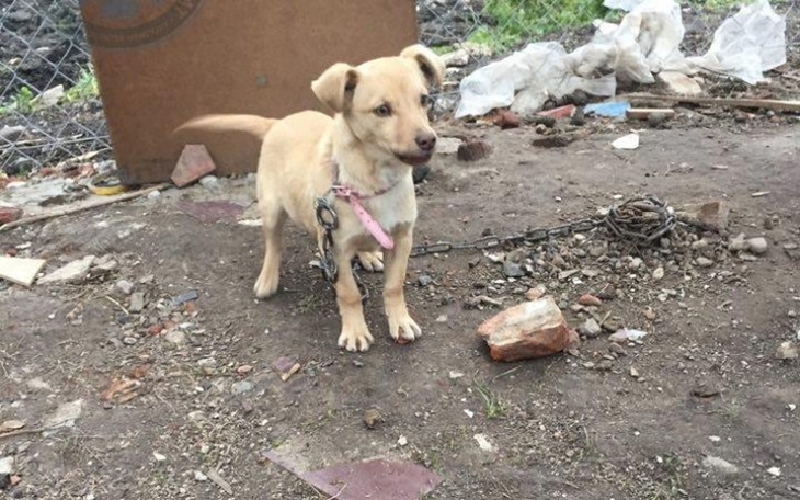 Zbiórka Dla szczeniąt z ŁAŃCUCHA - zdjęcie główne