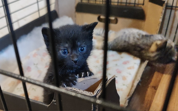 Zbiórka Na start dla bezdomnych kociaków - zdjęcie główne