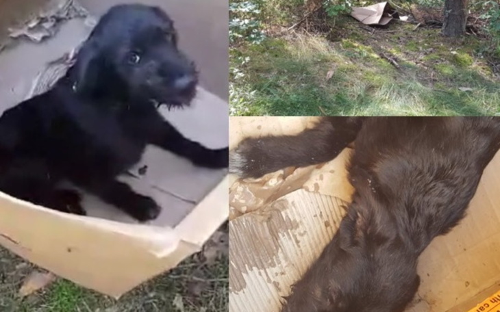 Zbiórka Porzucona w lesie Gracja - zdjęcie główne