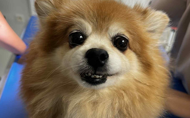 Uśmiechnięty pies rasy pomeranian w klinice.