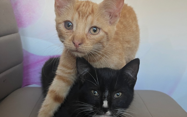 Zbiórka Kociaki bezdomniaki pomocy - zdjęcie główne