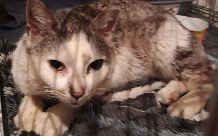 Zbiórka Wolno żyjące cierpienie - zdjęcie główne