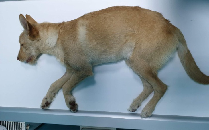 Zbiórka Blues znaleziony w rowie - zdjęcie główne