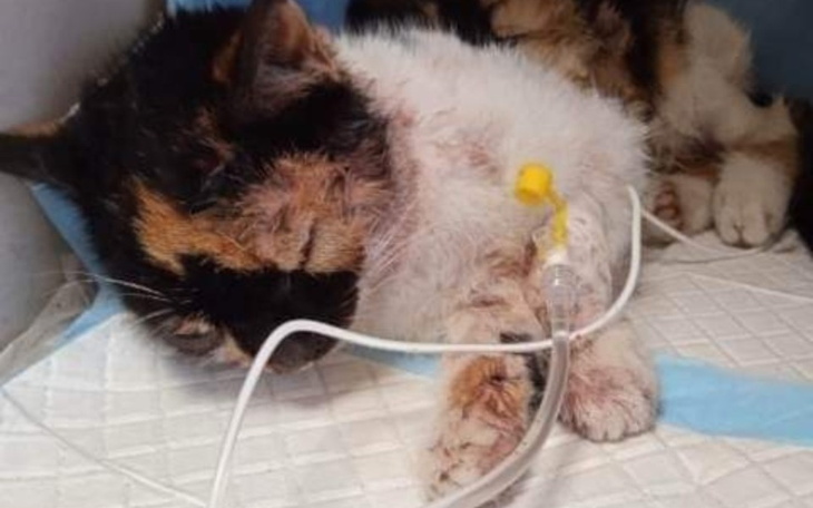 Zbiórka Kicia potrącona przez samochód - zdjęcie główne