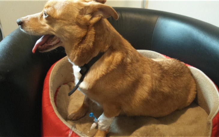 Pies w klinice weterynaryjnej, z opatrunkiem na łapie.