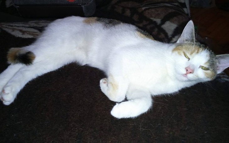 Zbiórka Operacja przepony u kotki - zdjęcie główne