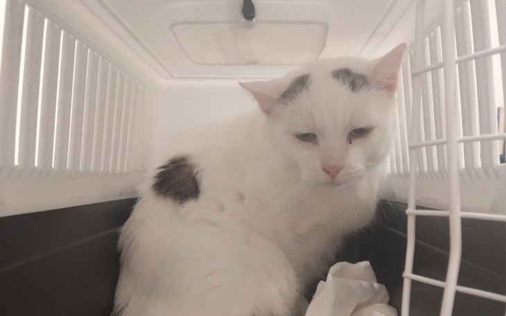 Zbiórka Chory Boni - zdjęcie główne