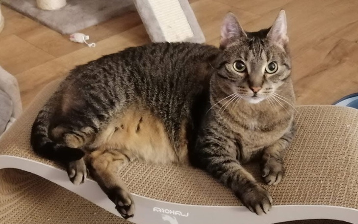 Kot leżący na drapaku, z wyrazem ciekawości.