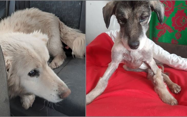 Zbiórka Leczenie uratowanych staruszków - zdjęcie główne