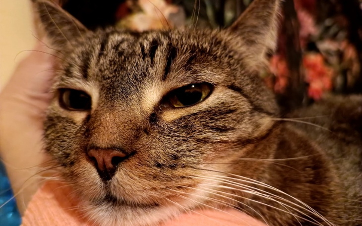 Zbiórka Na leczenie Tofisia - zdjęcie główne