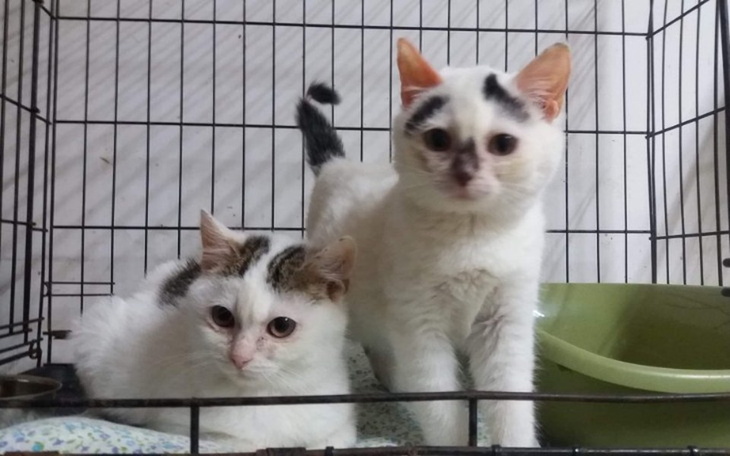 Zbiórka Skórka i Piętek - zdjęcie główne