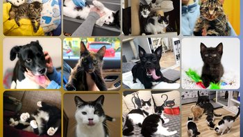 Zbiórka Utrzymanie podopiecznych BASTET - miniaturka zdjęcia