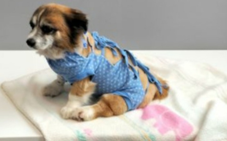 Zbiórka Na operacjie psa - zdjęcie główne