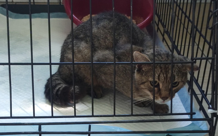 Zbiórka Dla kotka z odciętymi palcami - zdjęcie główne