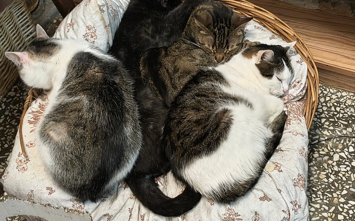 Cztery śpiące koty w koszyku, z różnymi kolorami futra.