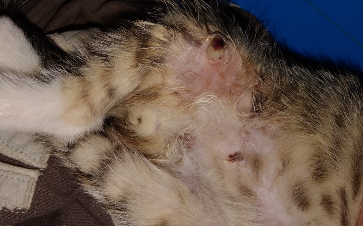 Zbiórka Zbiórka dla kociakaa - zdjęcie główne