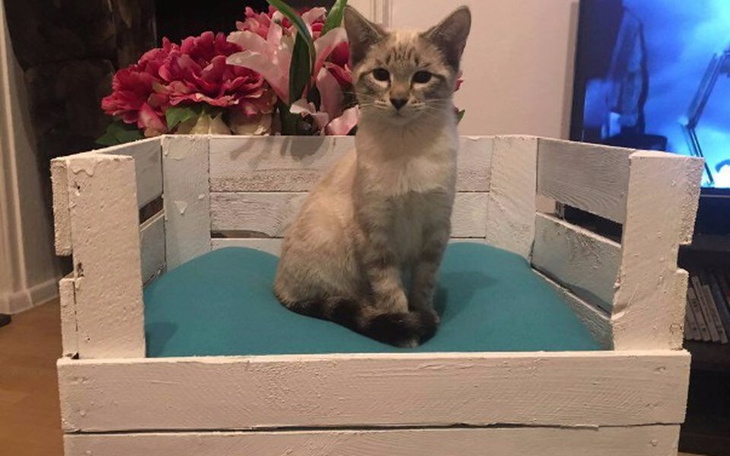 Zbiórka Dla Naszych Pupilów - zdjęcie główne