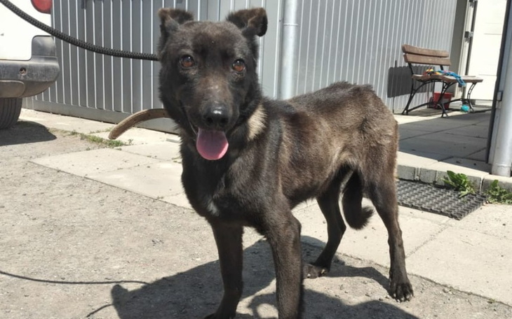 Zbiórka Rzuć piątaka dla zwierzaka - zdjęcie główne