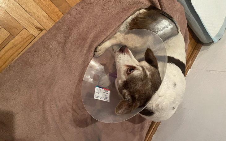 Zbiórka Uratujmy łapki Śnieżki - zdjęcie główne