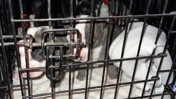 Zbiórka Pozostawiona sama sobie rodzinka - miniaturka zdjęcia