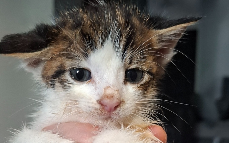 Mały kotek z dużymi oczami i brudnym noskiem.