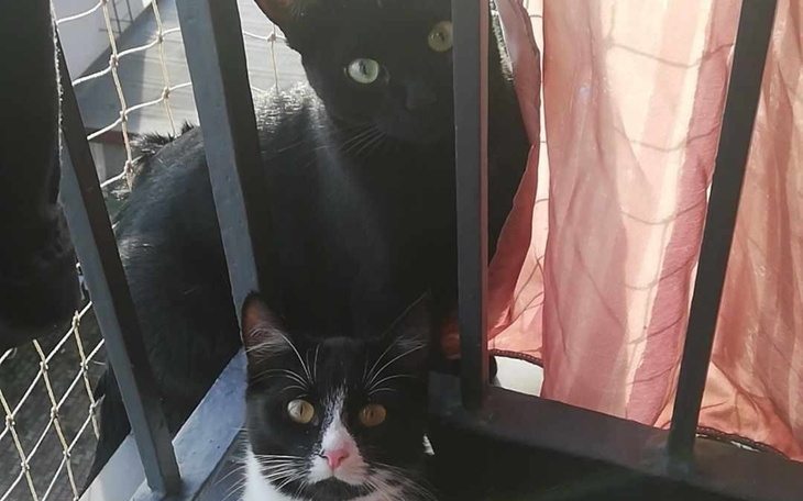 Dwa koty siedzące na balkonie.