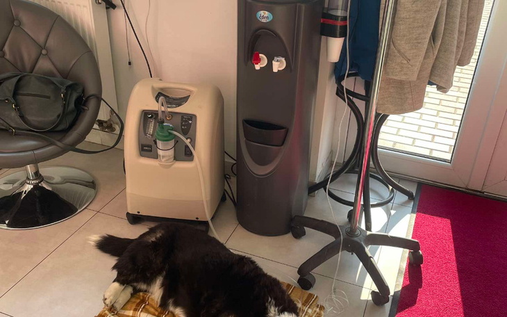 Kot leżący na dywaniku w salonie, obok sprzętu biurowego.