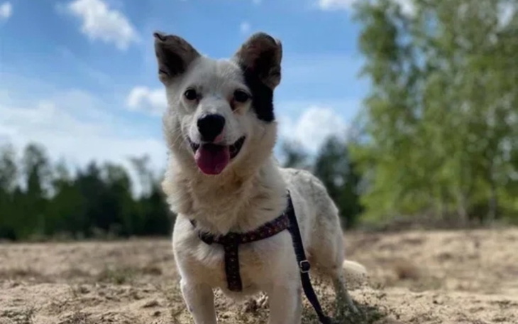 Szczęśliwy pies na spacerze w słoneczny dzień.