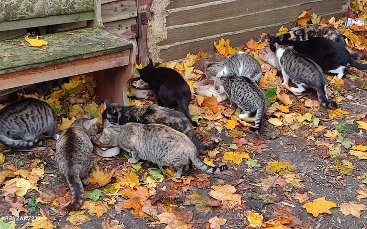 Zbiórka Zbiórka na karmę dla kociaków - zdjęcie główne