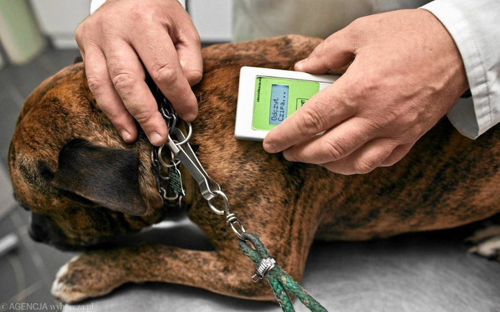 Zbiórka Dwa czytniki chipów - zdjęcie główne