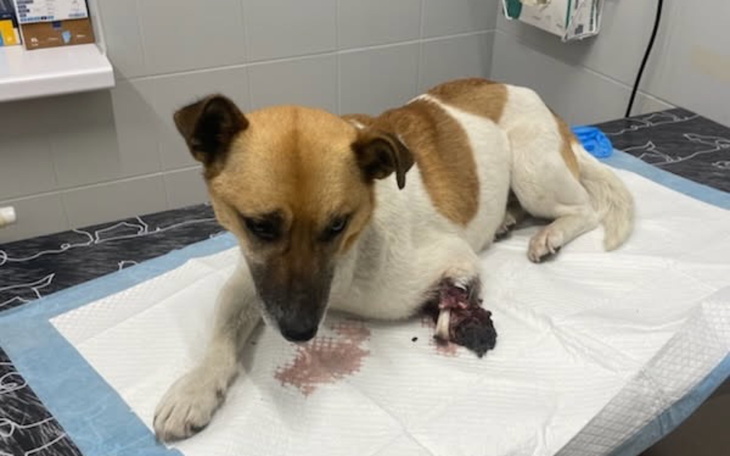 Pies z raną na łapie, leżący na stole w klinice.