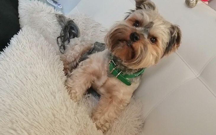 Zbiórka Pomóż Czikowi stanąć na nogi - zdjęcie główne