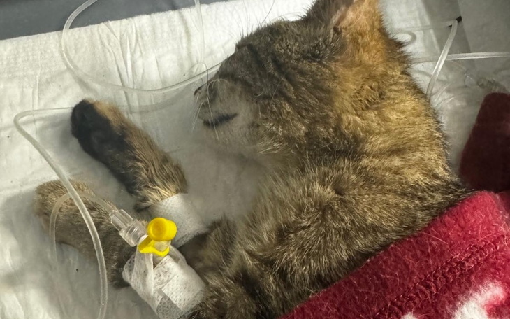 Zbiórka Podła tradycja - zdjęcie główne