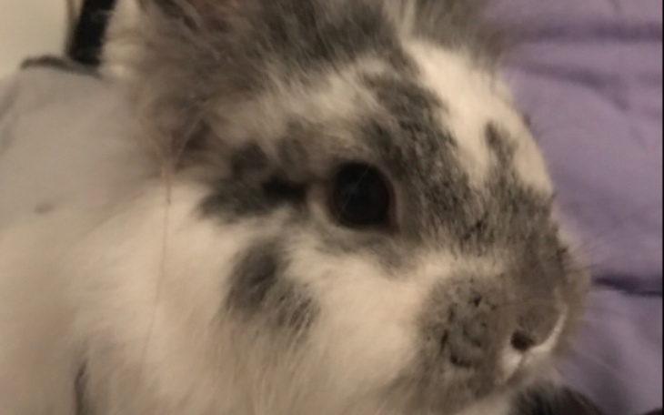 Zbiórka choroba mojego krolikaWishky - zdjęcie główne