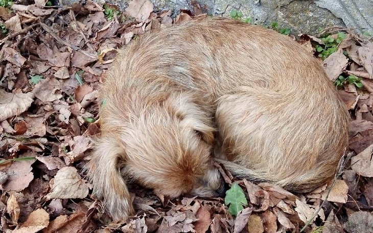 Zbiórka Odi z cmentarza prosi o pomoc - zdjęcie główne