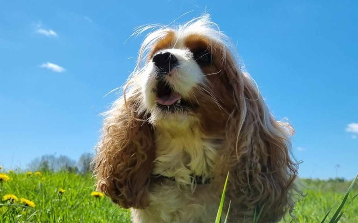 Zbiórka Wsparcie dla Cavaliera Waldusia - zdjęcie główne