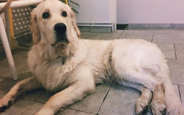 Zbiórka Cheddar Potrzebuje Pomocy - zdjęcie główne