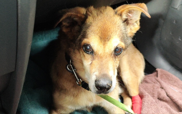 Zbiórka Leczenie Odiego - zdjęcie główne