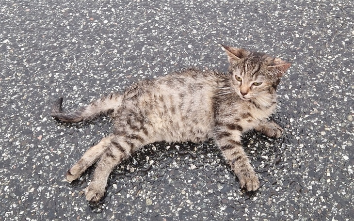 Zbiórka Maluch ze złamaną miednicą - zdjęcie główne