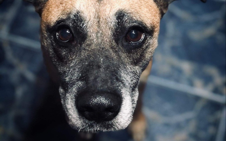 Zbiórka Sunia ze złamanym sercem... - zdjęcie główne