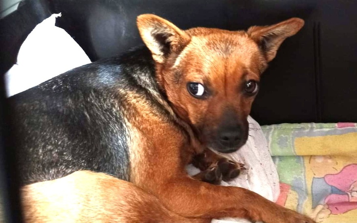 Zbiórka Odczarujmy strach Lizy - zdjęcie główne