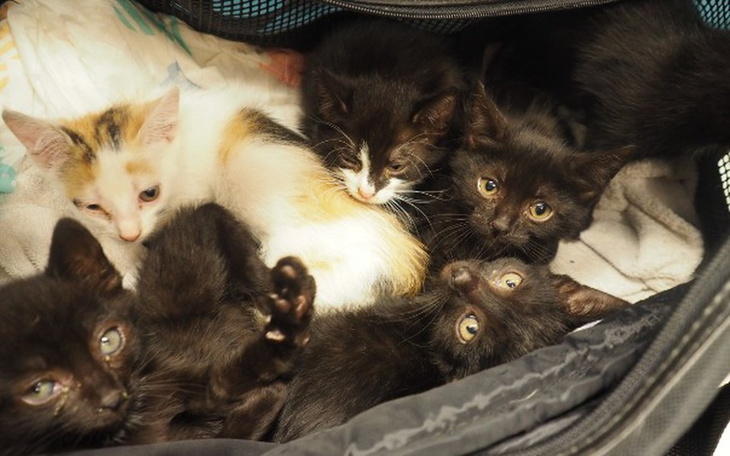 Zbiórka Walczymy z kocim tyfusem! - zdjęcie główne