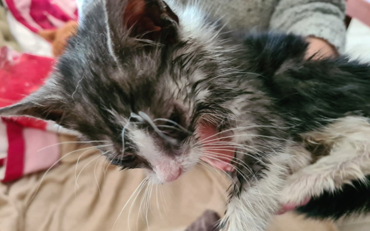 Zbiórka Listopadowy koci dług - zdjęcie główne