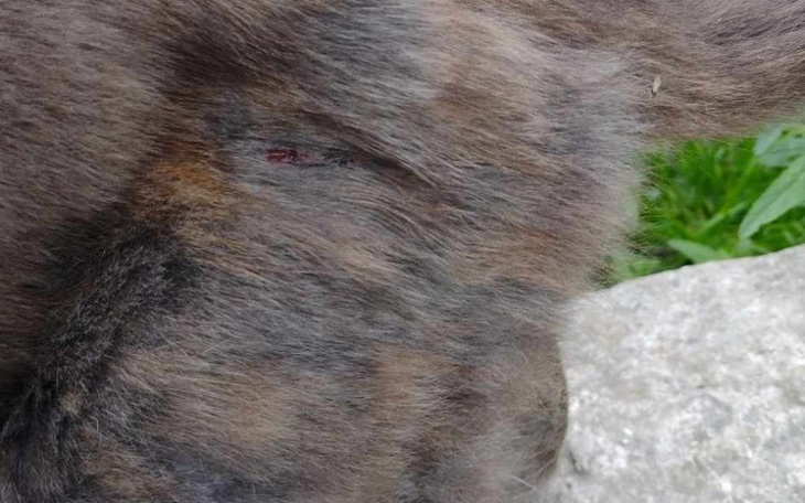 Zbiórka Nowe życie Lilianki - zdjęcie główne