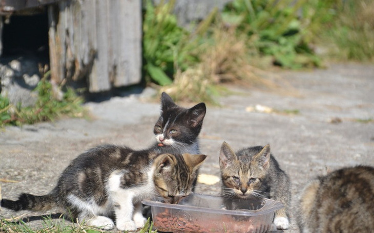 Zbiórka TOZ Bytom -Sterylizujemy koty - zdjęcie główne