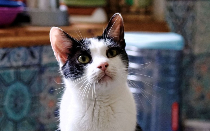 Zbiórka Finek zachorował jako ostatni... - zdjęcie główne