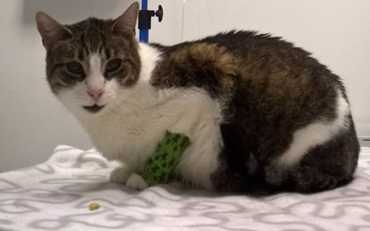 Zbiórka Maurycy ma chłoniaka nerek - zdjęcie główne