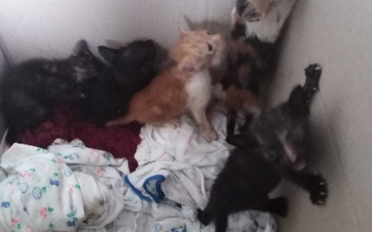 Zbiórka Wygłodzone kociaki z jachtu - zdjęcie główne