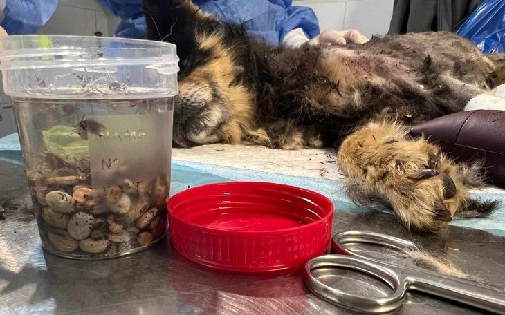 Zbiórka Dziadeczek z 300 kleszczami - zdjęcie główne