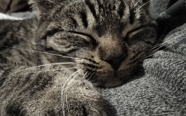 Zbiórka Kicia wyrzucona z auta - zdjęcie główne